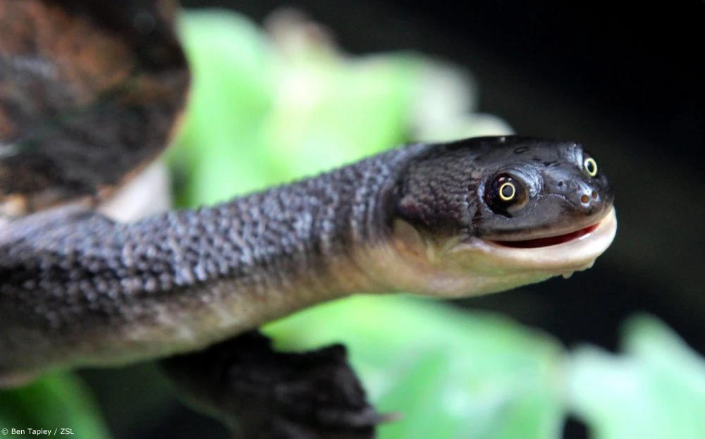 Wildlife and Nature in Rote Island: Unique Species and Conservation Efforts